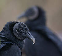 Black Vulture