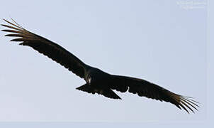 Black Vulture