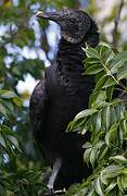 Black Vulture