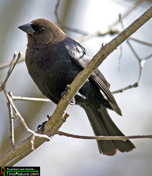 Vacher à tête brune