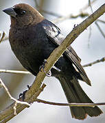 Vacher à tête brune