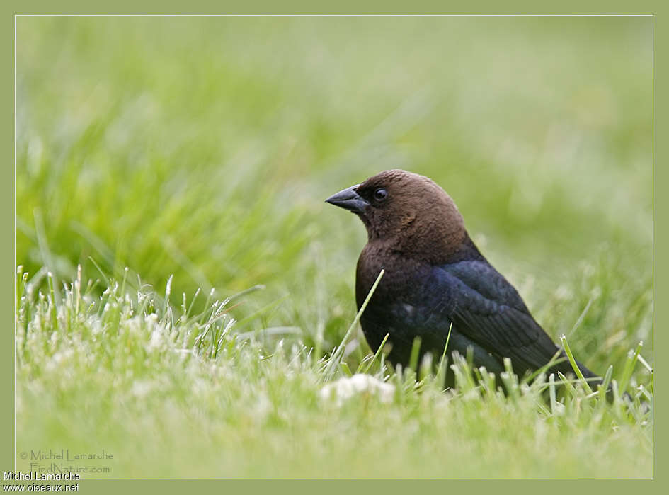 Brown-headed Cowbird male adult, close-up portrait