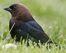 Brown-headed Cowbird