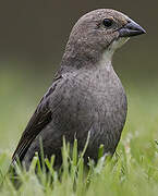 Brown-headed Cowbird