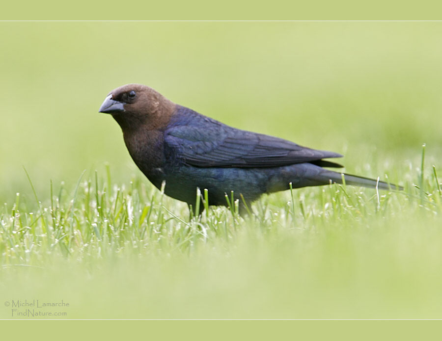 Brown-headed Cowbird male adult