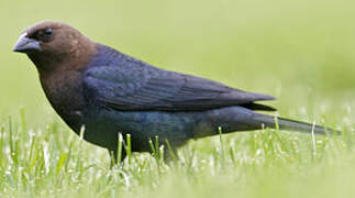 Brown-headed Cowbird