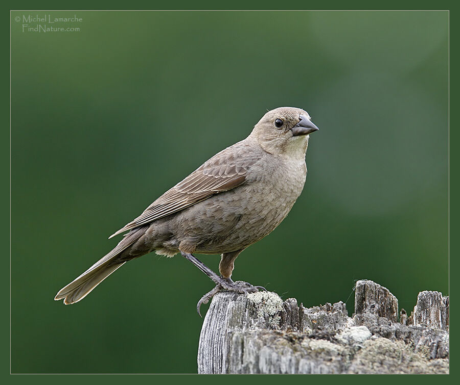 Brown-headed Cowbird female adult