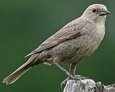 Brown-headed Cowbird