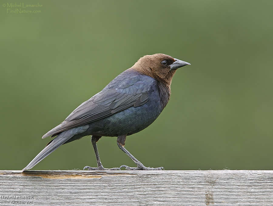 Vacher à tête brune mâle adulte internuptial, identification