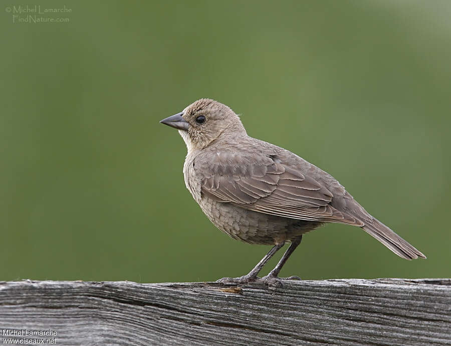 Vacher à tête brune femelle adulte, identification