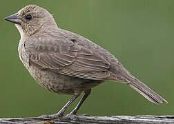 Brown-headed Cowbird