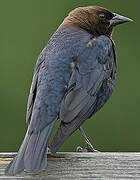 Brown-headed Cowbird