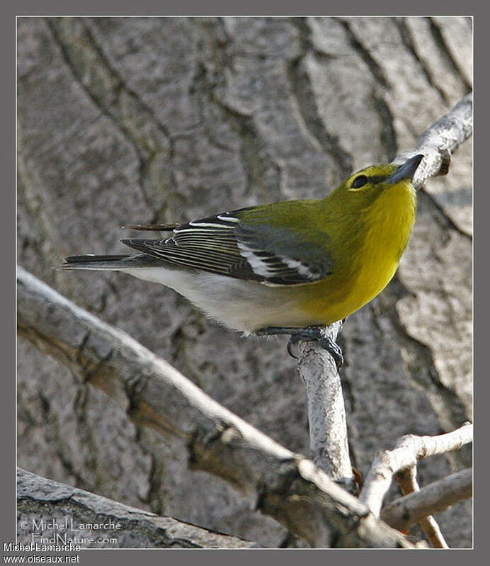 Yellow-throated Vireoadult, identification