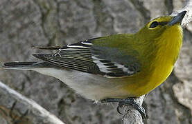 Yellow-throated Vireo