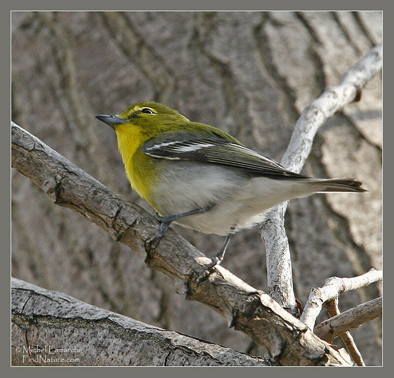 Viréo à gorge jaune