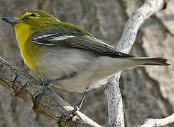 Yellow-throated Vireo