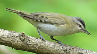 Red-eyed Vireo