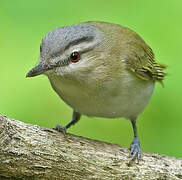 Red-eyed Vireo