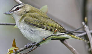 Red-eyed Vireo