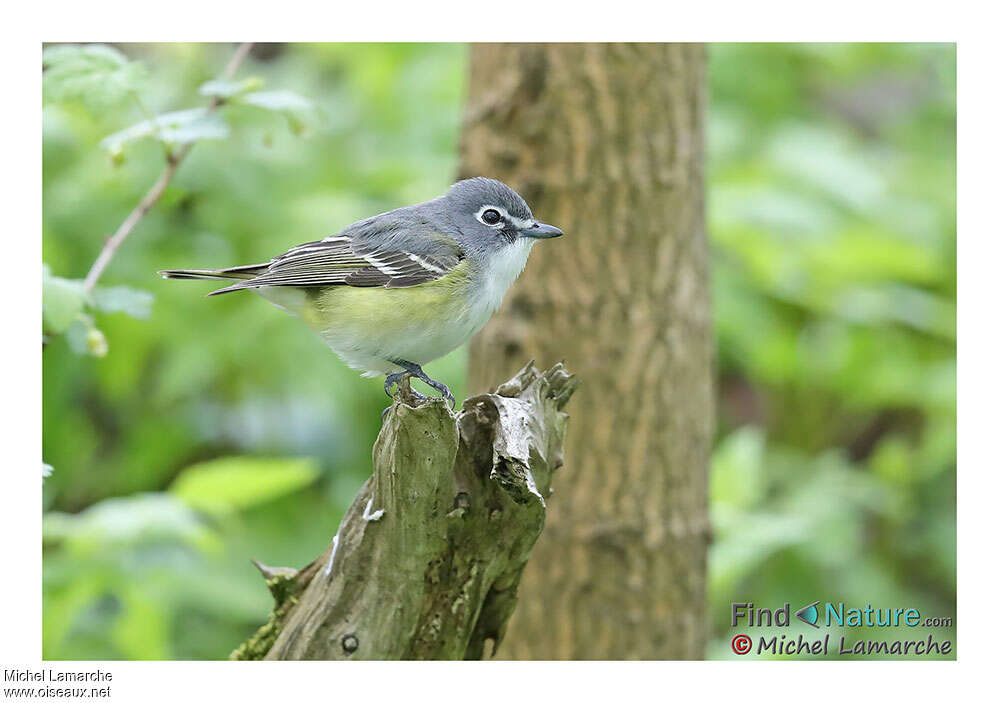 Viréo à tête bleue femelle adulte, identification