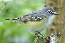 Blue-headed Vireo