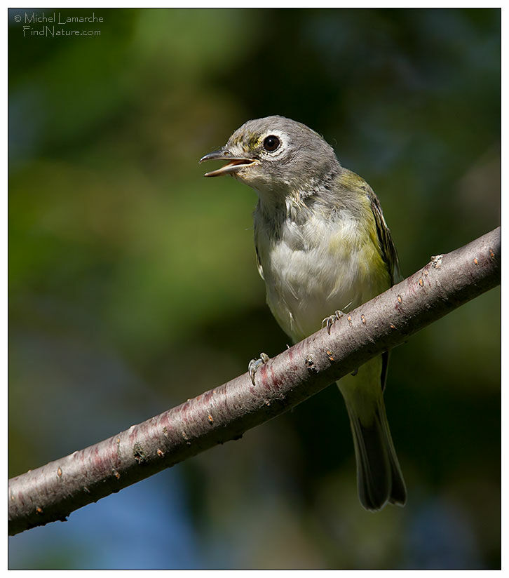 Blue-headed Vireo