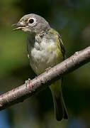 Blue-headed Vireo