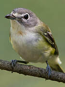 Blue-headed Vireo