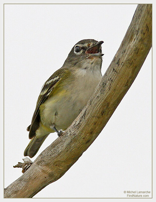 Blue-headed Vireo