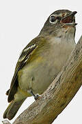 Blue-headed Vireo