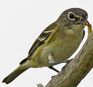 Blue-headed Vireo