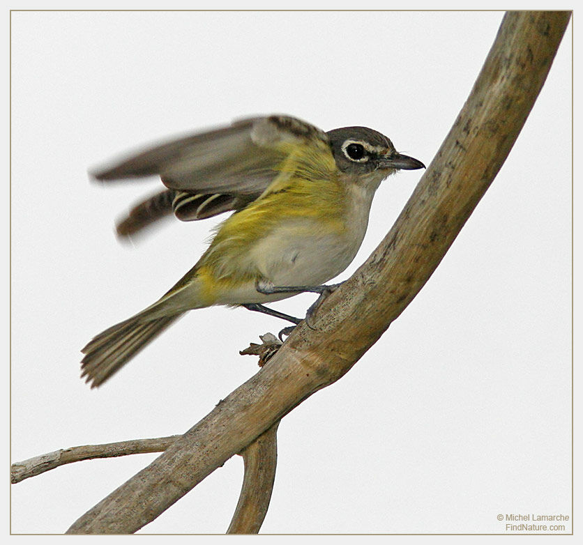 Blue-headed Vireo