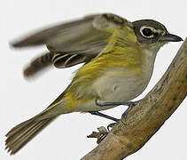 Blue-headed Vireo