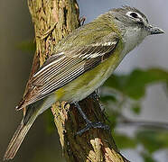 Blue-headed Vireo