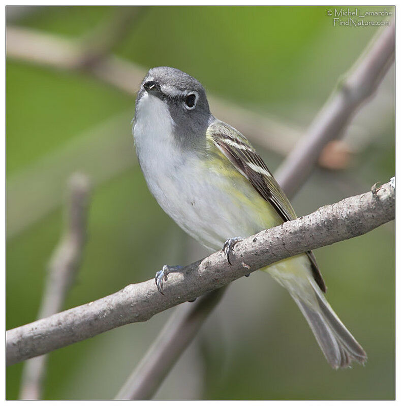 Blue-headed Vireo