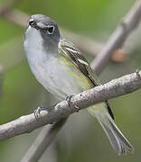 Blue-headed Vireo