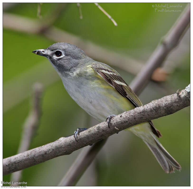 Viréo à tête bleue, identification