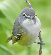 Blue-headed Vireo