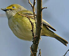 White-eyed Vireo