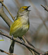 White-eyed Vireo