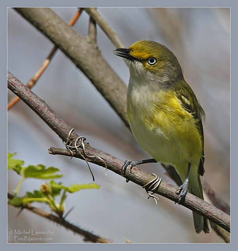 Viréo aux yeux blancs, identification