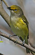 White-eyed Vireo