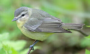 Philadelphia Vireo