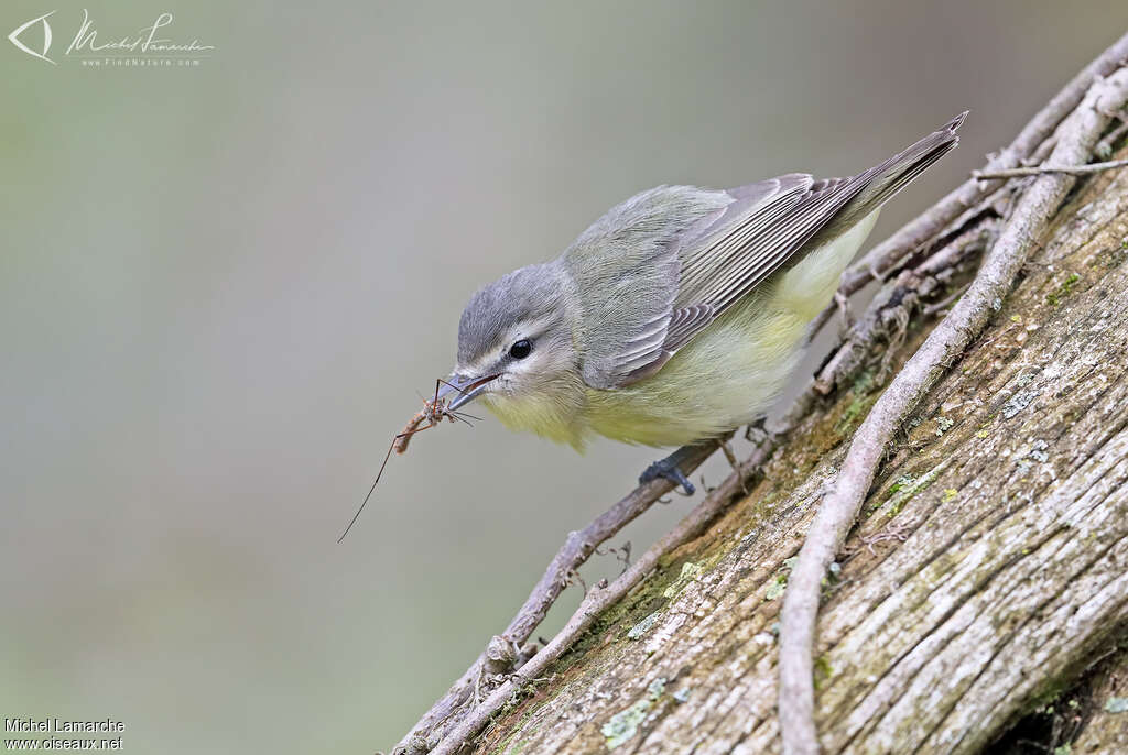 Philadelphia Vireoadult, feeding habits