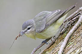 Philadelphia Vireo