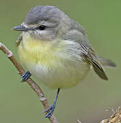 Philadelphia Vireo