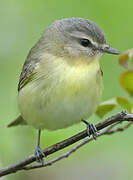 Philadelphia Vireo