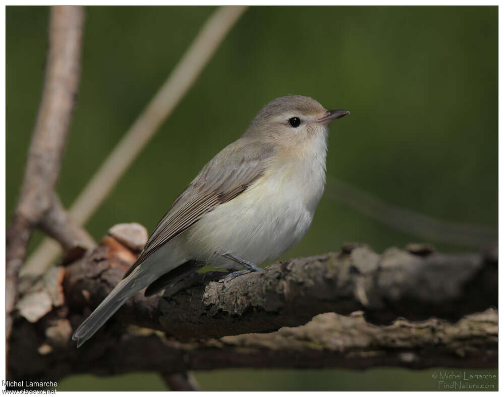 Warbling Vireo, identification