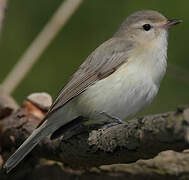 Warbling Vireo