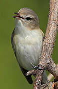 Warbling Vireo